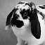 Animals12_thumb